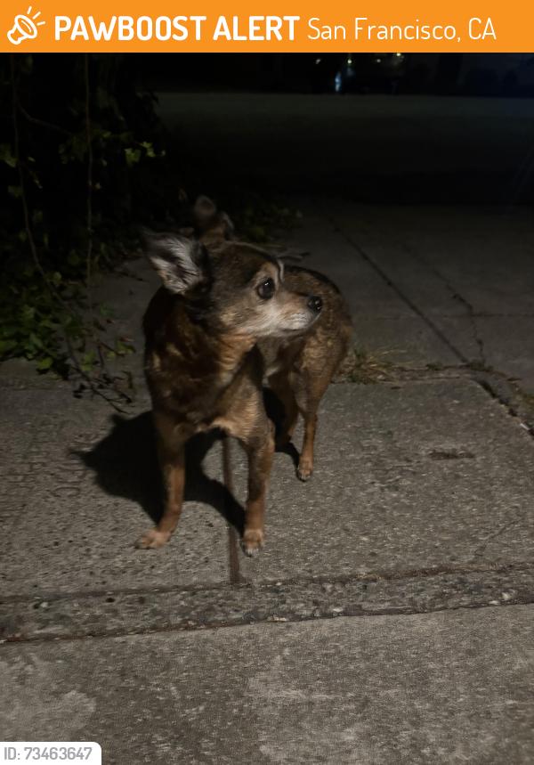 Found/Stray Unknown Dog last seen Pennsylvania & 20th, San Francisco, CA 94107