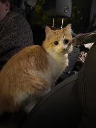 Found/Stray Unknown Cat last seen In the parking lot of the Eastern Pearl, Walpole, MA 02032