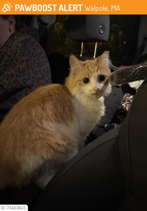 Found/Stray Unknown Cat last seen In the parking lot of the Eastern Pearl, Walpole, MA 02032