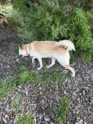 Lost Female Dog last seen Elm trail and wayword trl, San Antonio, TX 78244