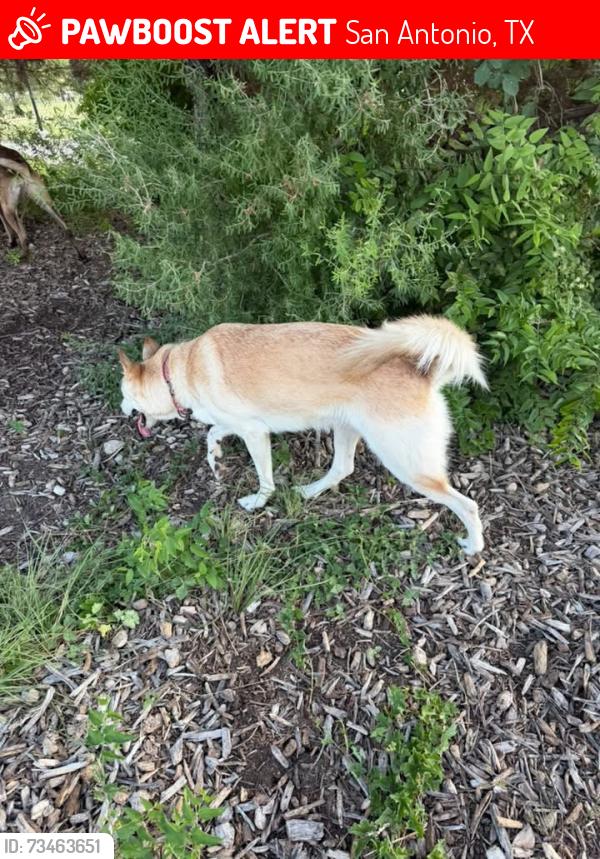 Lost Female Dog last seen Elm trail and wayword trl, San Antonio, TX 78244