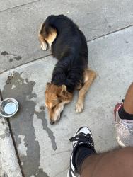 Found/Stray Unknown Dog last seen Huntington blvd, Fresno, CA 93716