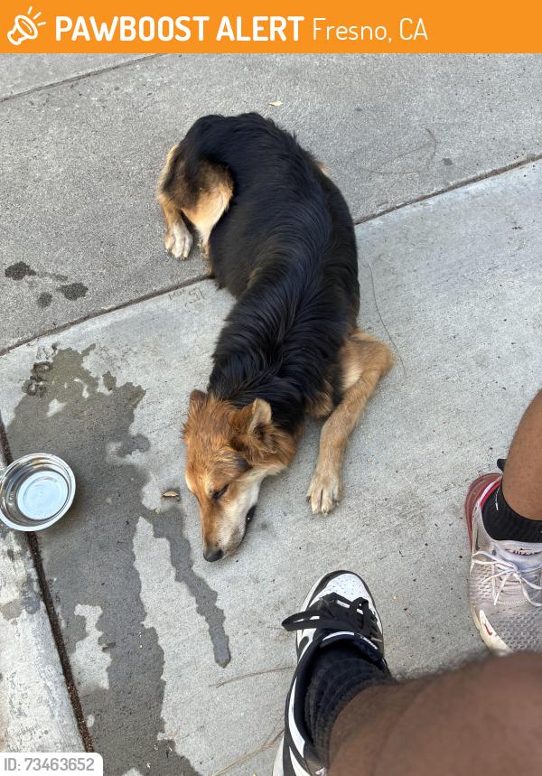 Found/Stray Unknown Dog last seen Huntington blvd, Fresno, CA 93716