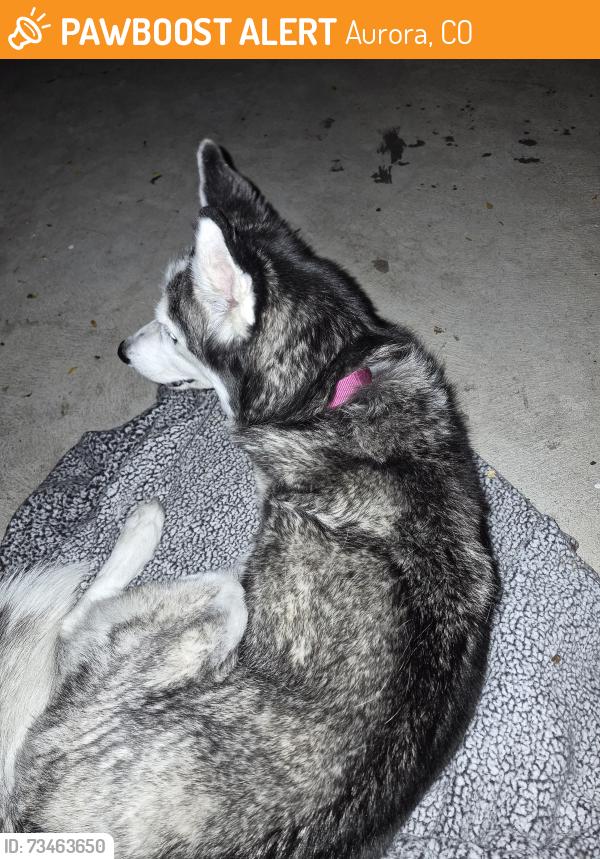Found/Stray Female Dog last seen lousianna and potomac, Aurora, CO 80011