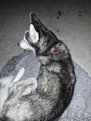 Found/Stray Female Dog last seen lousianna and potomac, Aurora, CO 80011