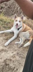 Lost Male Dog last seen Civic center and Bristol, Santa Ana, CA 92703