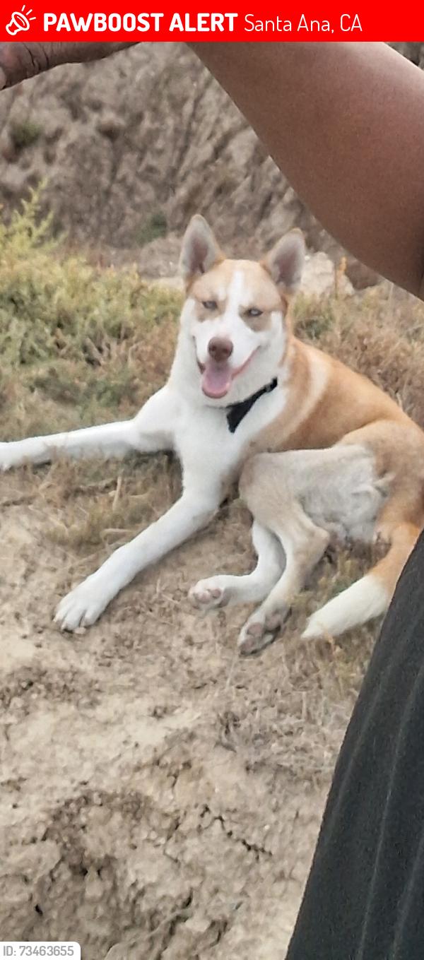Lost Male Dog last seen Civic center and Bristol, Santa Ana, CA 92703