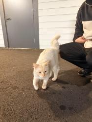 Found/Stray Unknown Cat last seen The Rigney apmt complex, University Place, WA 98467