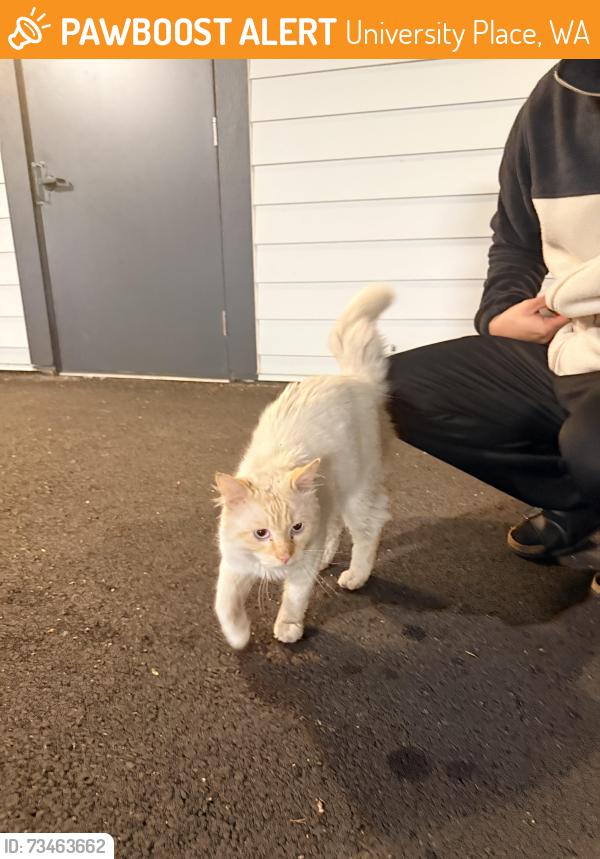 Found/Stray Unknown Cat last seen The Rigney apmt complex, University Place, WA 98467