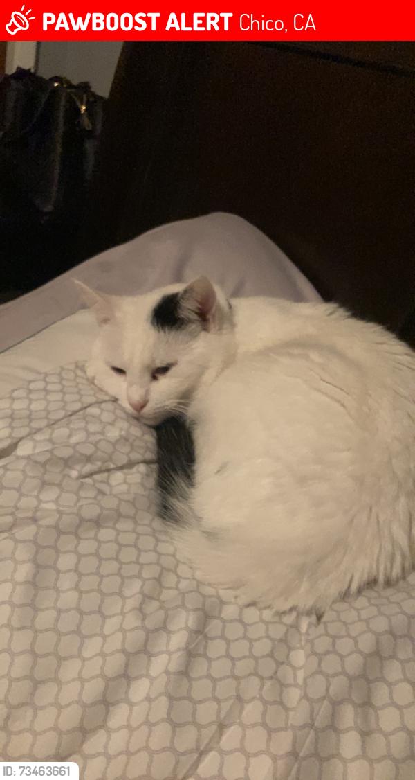 Lost Female Cat last seen 12th st, Chico, CA 95928