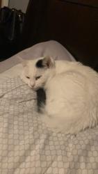 Lost Female Cat last seen 12th st, Chico, CA 95928