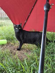 Lost Male Cat last seen Country Road 196, highway 155, Flint, TX 75762