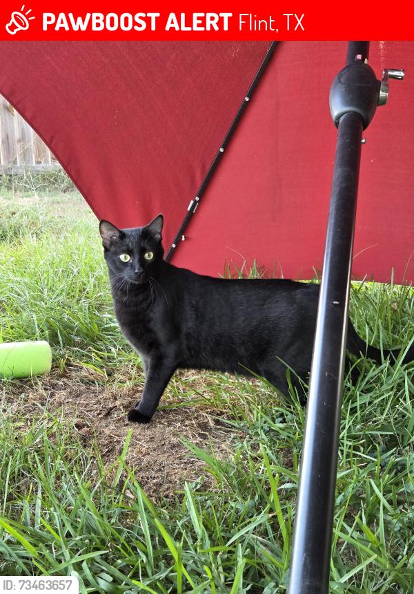 Lost Male Cat last seen Country Road 196, highway 155, Flint, TX 75762