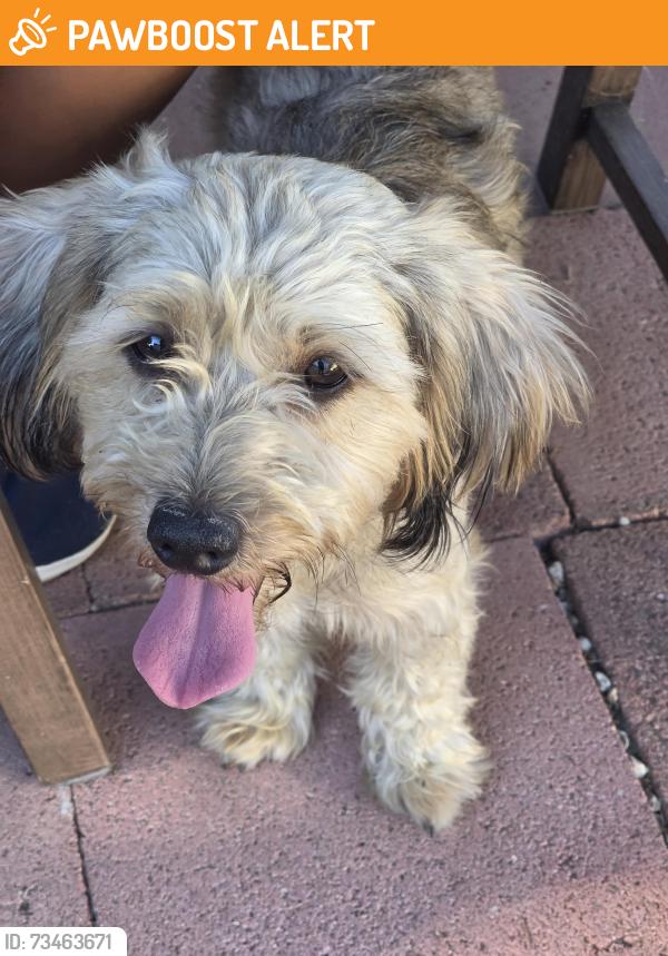 Found/Stray Male Dog last seen Santa Fe Springs park, Santa Fe Springs, CA 90670