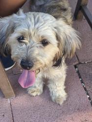 Found/Stray Male Dog last seen Santa Fe Springs park, Santa Fe Springs, CA 90670