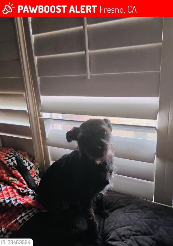Lost Male Dog last seen Clinton and chestnut, Fresno, CA 93703