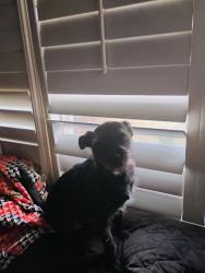 Lost Male Dog last seen Clinton and chestnut, Fresno, CA 93703