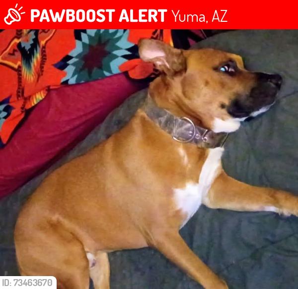 Lost Male Dog last seen 5th ave and 6th street, Yuma, AZ 85364