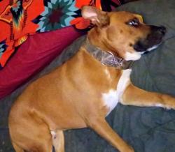 Lost Male Dog last seen 5th ave and 6th street, Yuma, AZ 85364