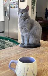 Lost Female Cat last seen canyon bridge / magnolia pt dr, Murrieta, CA 92563