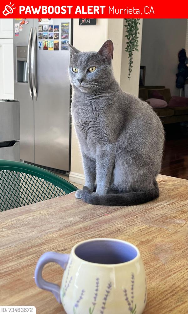 Lost Female Cat last seen canyon bridge / magnolia pt dr, Murrieta, CA 92563