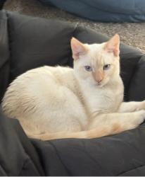 Reunited Male Cat last seen Old Liberty Road in curve with chicken crossing signs, Liberty, NC 27298