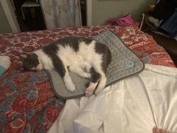 Lost Female Cat last seen Hampton Ave ne and pine st, St. Petersburg, FL 33703