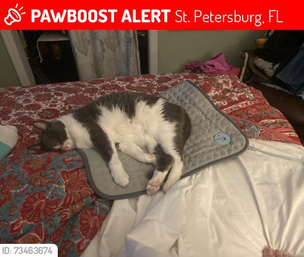 Lost Female Cat last seen Hampton Ave ne and pine st, St. Petersburg, FL 33703