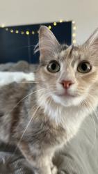 Lost Female Cat last seen N/A, Rye, CO 81069
