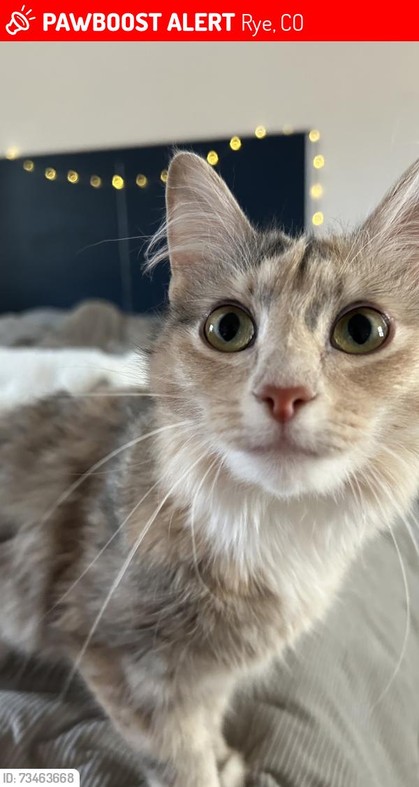 Lost Female Cat last seen N/A, Rye, CO 81069