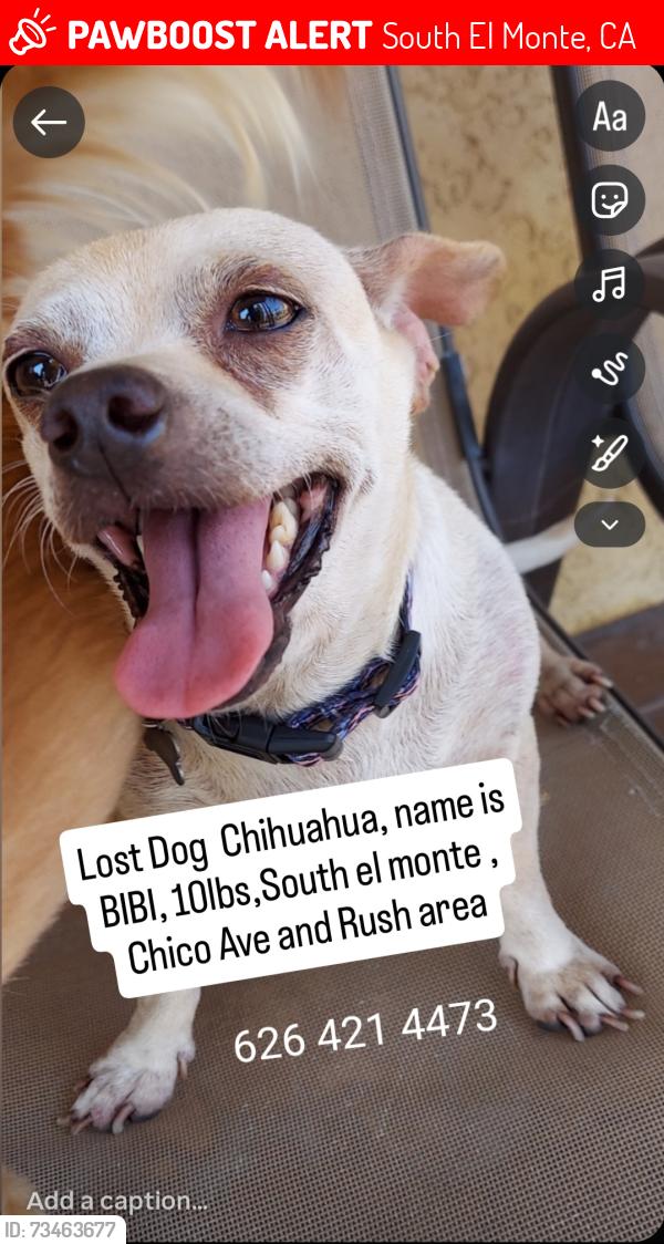 Lost Female Dog last seen Chico ave , Rush st and Garvey Ave area, South El Monte, CA 91733
