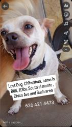 Lost Female Dog last seen Chico ave , Rush st and Garvey Ave area, South El Monte, CA 91733