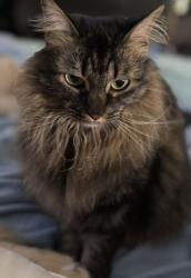 Reunited Female Cat last seen Old Liberty Road in curve with chicken crossing signs, Liberty, NC 27298