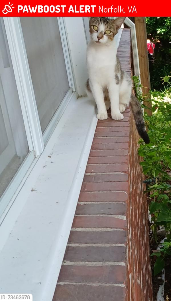 Lost Female Cat last seen Johnston's road, Norfolk, VA 23518