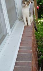 Lost Female Cat last seen Johnston's road, Norfolk, VA 23518