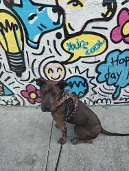Reunited Female Dog last seen Ran up Alp ave from Public Storage, Daly City, CA 94014