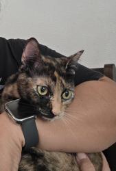 Lost Female Cat last seen Costa Almadena Apartments, San Antonio, TX 78223