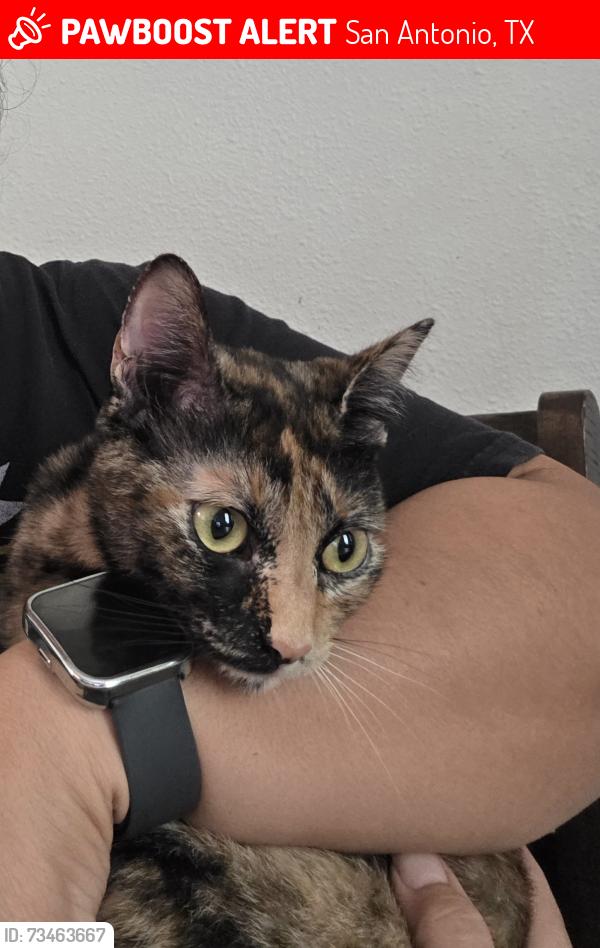 Lost Female Cat last seen Costa Almadena Apartments, San Antonio, TX 78223