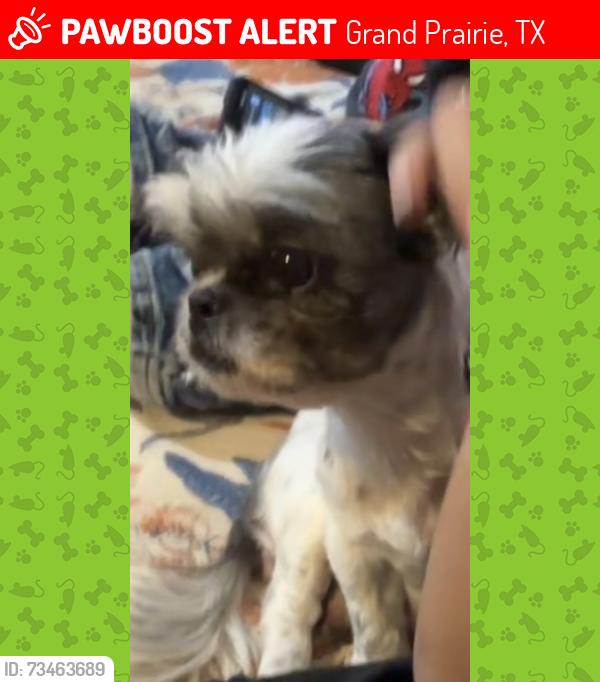 Lost Female Dog last seen Houston st, Grand Prairie, TX 75050