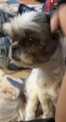 Lost Female Dog last seen Houston st, Grand Prairie, TX 75050