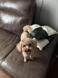 Lost Female Dog last seen 53rd and Rockwell, Chicago, IL 60632