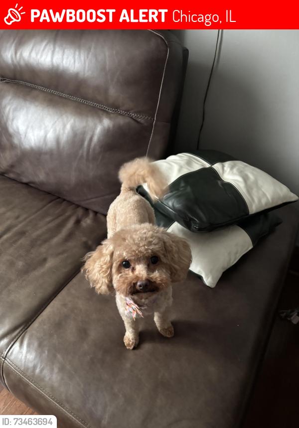 Lost Female Dog last seen 53rd and Rockwell, Chicago, IL 60632