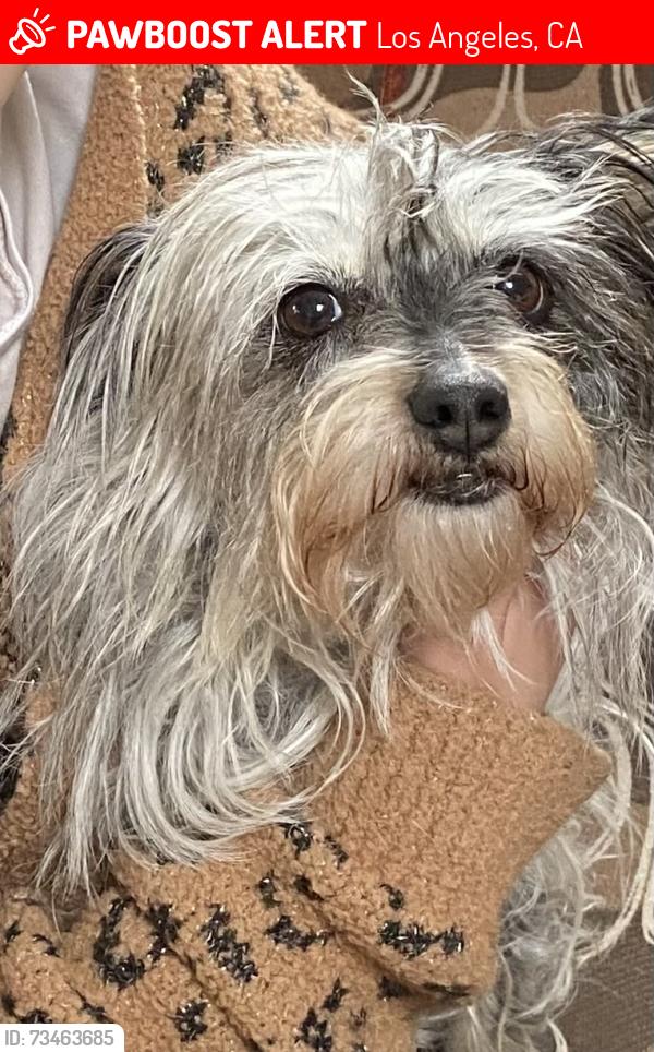Lost Female Dog last seen Cleon Ave, Los Angeles, CA 91606