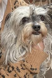 Lost Female Dog last seen Cleon Ave, Los Angeles, CA 91606