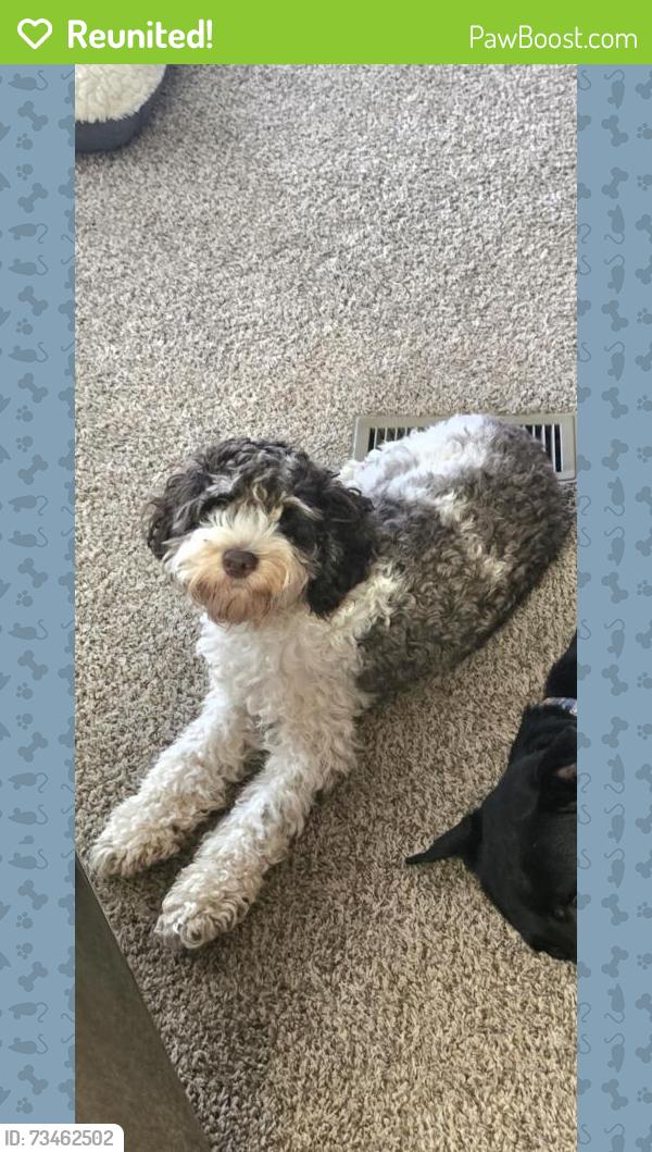 Reunited Male Dog last seen Sylven Glen Estates, Brighton, MI 48114