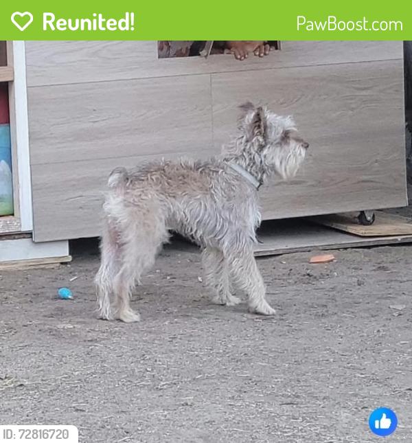 Reunited Male Dog last seen West Morris ave modesto ca, Modesto, CA 95350
