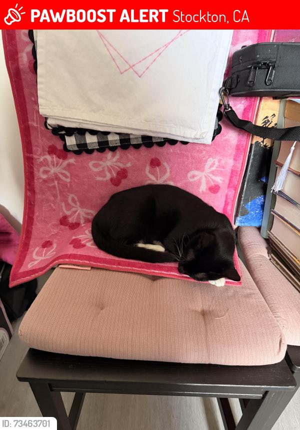 Lost Female Cat last seen harrison st, Stockton, CA 95204