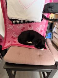 Lost Female Cat last seen harrison st, Stockton, CA 95204