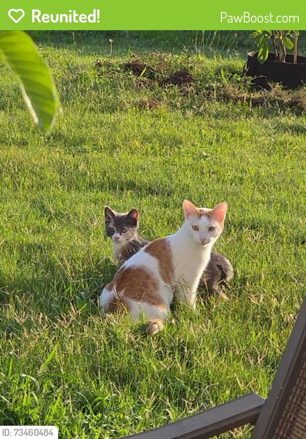 Reunited Male Cat last seen Crossview drive and fairview lake, Simpsonville, SC 29680