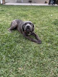 Lost Male Dog last seen Astacosita,Wilson Rd, Humble, TX 77338